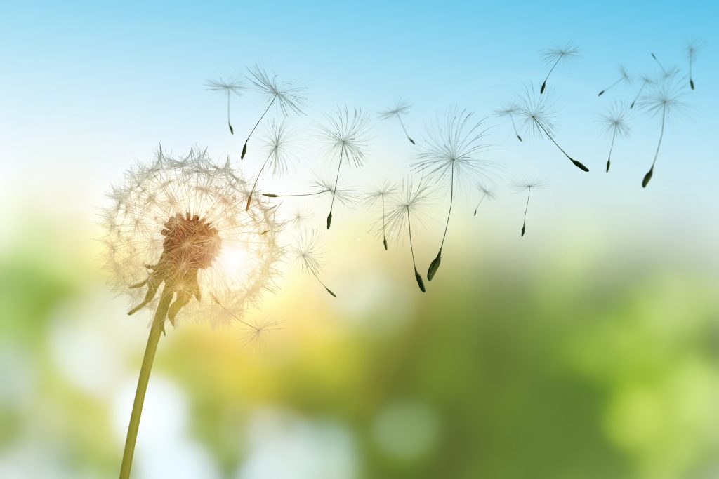 beautiful fluffy dandelion and flying seeds outdoors on sunny da